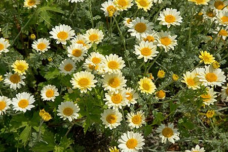 Anthemis 'Susanna Mitchell' geen maat specificatie 0,55L/P9cm