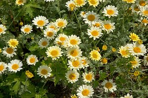 Anthemis 'Susanna Mitchell' geen maat specificatie 0,55L/P9cm