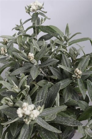 Anaphalis 'Silver Wave' geen maat specificatie 0,55L/P9cm