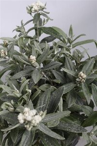 Anaphalis 'Silver Wave' geen maat specificatie 0,55L/P9cm
