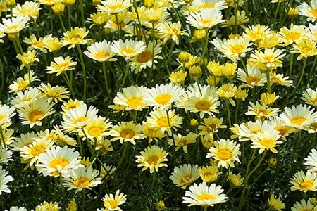 Anthemis tinctoria 'Lemon Ice' geen maat specificatie 0,55L/P9cm