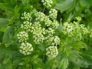 Apium graveolens geen maat specificatie 0,55L/P9cm