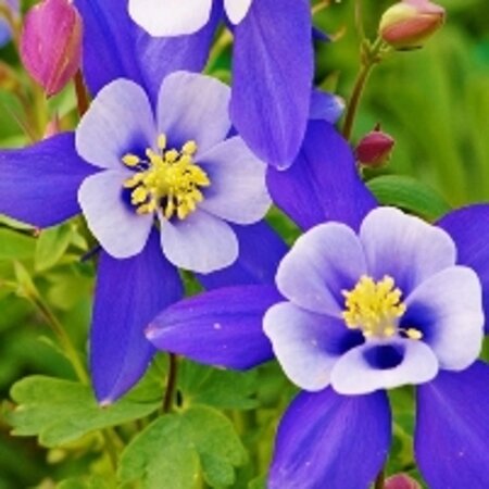 Aquilegia 'Blue Star' geen maat specificatie 0,55L/P9cm - afbeelding 1
