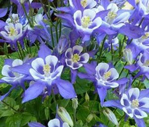 Aquilegia 'Blue Star' geen maat specificatie 0,55L/P9cm - afbeelding 2