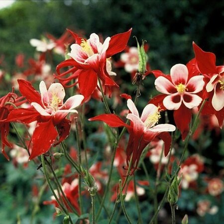 Aquilegia Dragonfly Hybrids geen maat specificatie 0,55L/P9cm