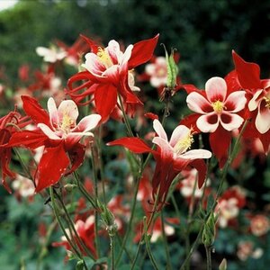 Aquilegia Dragonfly Hybrids geen maat specificatie 0,55L/P9cm