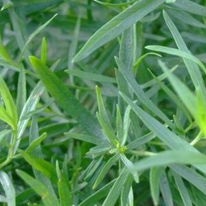 Artemisia dracunculus 'Senior' geen maat specificatie 0,55L/P9cm