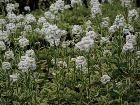 Arabis f.-c. 'Old Gold' geen maat specificatie 0,55L/P9cm - afbeelding 1