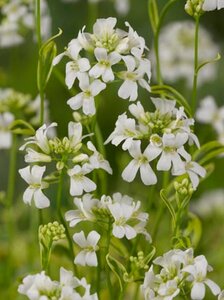 Arabis f.-c. 'Old Gold' geen maat specificatie 0,55L/P9cm - afbeelding 2