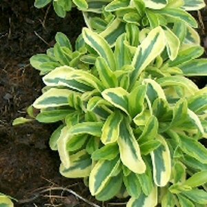 Arabis f.-c. 'Old Gold' geen maat specificatie 0,55L/P9cm - afbeelding 3