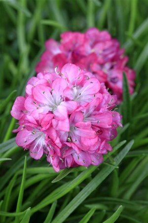 Armeria mar. 'Rosea' geen maat specificatie 0,55L/P9cm