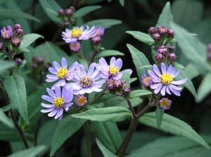 Aster ageratoides 'Harry Schmidt' geen maat specificatie 0,55L/P9cm