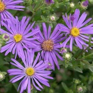 Aster amellus 'Sonora' geen maat specificatie 0,55L/P9cm - afbeelding 1