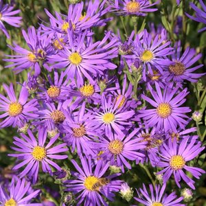 Aster amellus 'Sonora' geen maat specificatie 0,55L/P9cm - afbeelding 2