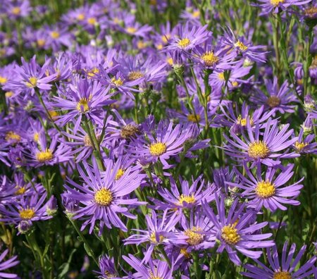 Aster amellus 'Sonora' geen maat specificatie 0,55L/P9cm - afbeelding 3