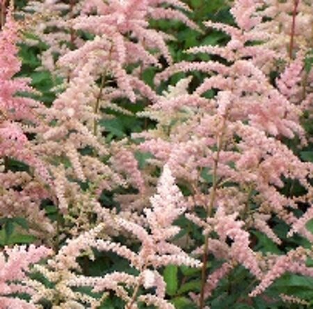 Astilbe (A) 'Bressingham Beauty' geen maat specificatie 0,55L/P9cm - afbeelding 1