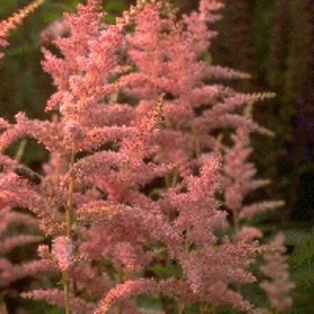 Astilbe (A) 'Bressingham Beauty' geen maat specificatie 0,55L/P9cm - afbeelding 2