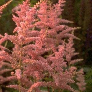 Astilbe (A) 'Bressingham Beauty' geen maat specificatie 0,55L/P9cm - afbeelding 2