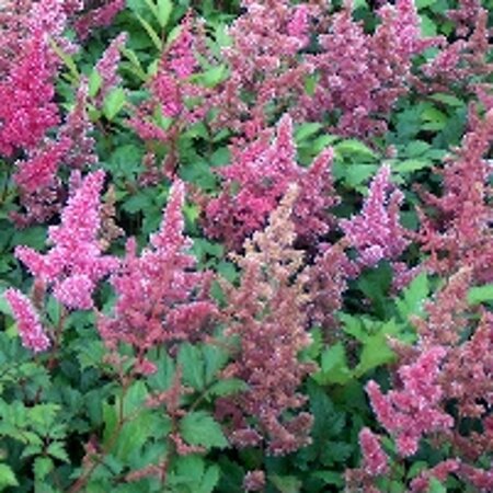 Astilbe (J) 'Bonn' geen maat specificatie 0,55L/P9cm - afbeelding 1