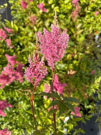 Astilbe (J) 'Bonn' geen maat specificatie 0,55L/P9cm - afbeelding 2