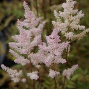Astilbe (A) 'Bumalda' geen maat specificatie 0,55L/P9cm