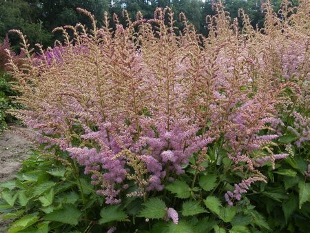 Astilbe c. 'Finale' geen maat specificatie 0,55L/P9cm
