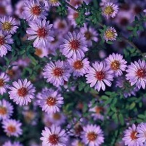 Aster ericoides 'Blue Star' geen maat specificatie 0,55L/P9cm
