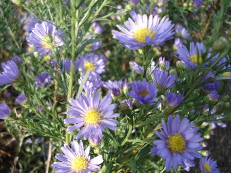 Aster ericoides 'Blue Wonder' geen maat specificatie 0,55L/P9cm - afbeelding 1