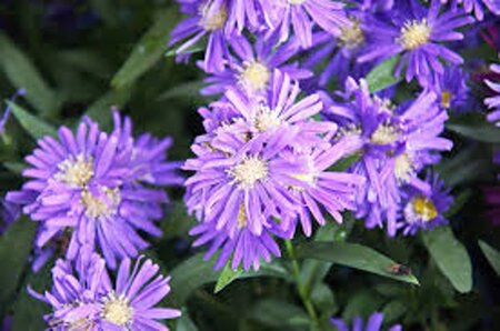 Aster ericoides 'Blue Wonder' geen maat specificatie 0,55L/P9cm - afbeelding 2