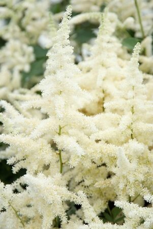 Astilbe (J) 'Ellie' geen maat specificatie 0,55L/P9cm