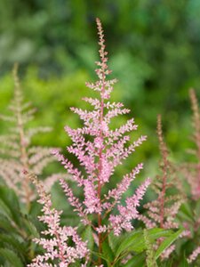 Astilbe (A) 'Etna' geen maat specificatie 0,55L/P9cm