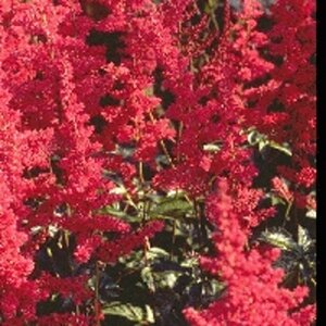 Astilbe (A) 'Glut' geen maat specificatie 0,55L/P9cm