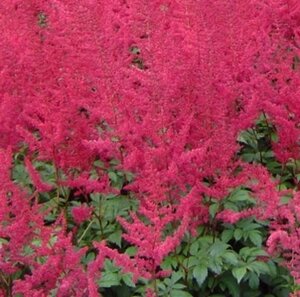 Astilbe (A) 'Glut' geen maat specificatie 0,55L/P9cm - afbeelding 2