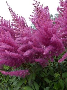 Astilbe (A) 'Gloria Purpurea' geen maat specificatie 0,55L/P9cm