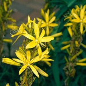 Asphodeline lutea geen maat specificatie 0,55L/P9cm - afbeelding 1