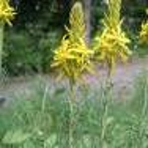 Asphodeline lutea geen maat specificatie 0,55L/P9cm - afbeelding 2