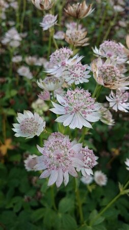 Astrantia maj. 'Rosa Lee' geen maat specificatie 0,55L/P9cm