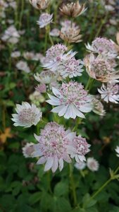 Astrantia maj. 'Rosa Lee' geen maat specificatie 0,55L/P9cm