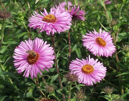 Aster n.-a. 'Barr's Pink' geen maat specificatie 0,55L/P9cm - afbeelding 1
