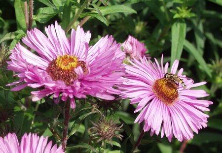 Aster n.-a. 'Barr's Pink' geen maat specificatie 0,55L/P9cm - afbeelding 2