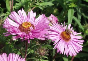Aster n.-a. 'Barr's Pink' geen maat specificatie 0,55L/P9cm - afbeelding 2