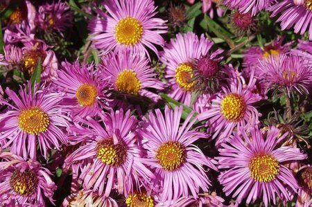 Aster n.-a. 'Barr's Pink' geen maat specificatie 0,55L/P9cm - afbeelding 3