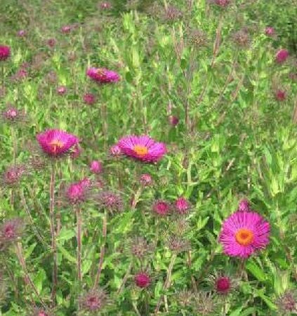 Aster n.-a. 'Septemberrubin' geen maat specificatie 0,55L/P9cm - afbeelding 1