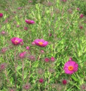 Aster n.-a. 'Septemberrubin' geen maat specificatie 0,55L/P9cm - afbeelding 1