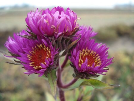 Aster n.-a. 'Septemberrubin' geen maat specificatie 0,55L/P9cm - afbeelding 2