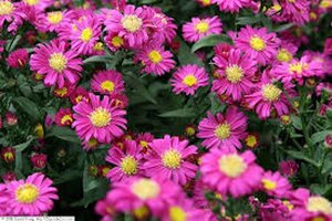 Aster novi-belgii geen maat specificatie 0,55L/P9cm