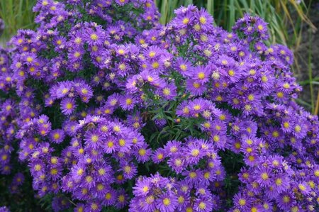 Aster n.-b. 'Violetta' geen maat specificatie 0,55L/P9cm - afbeelding 1
