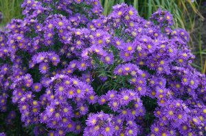 Aster n.-b. 'Violetta' geen maat specificatie 0,55L/P9cm - afbeelding 1