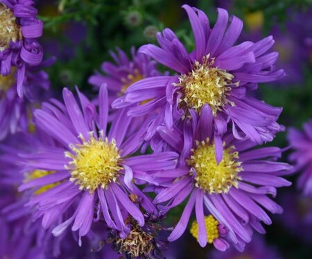 Aster n.-b. 'Violetta' geen maat specificatie 0,55L/P9cm - afbeelding 2