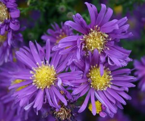 Aster n.-b. 'Violetta' geen maat specificatie 0,55L/P9cm - afbeelding 2